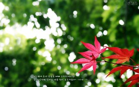 小清新