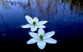 湖面上的花朵