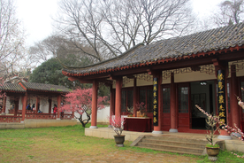梅花盛开