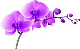 蝴蝶兰 手绘花