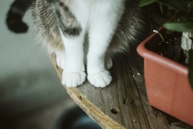 猫的小爪