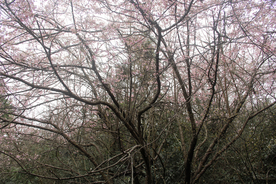 山樱花