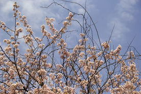 山樱花