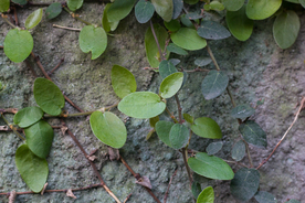 爬藤植物