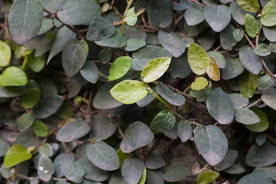 爬藤植物