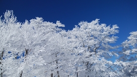 冰雪中的树木