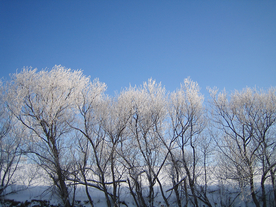 冰雪中的树木