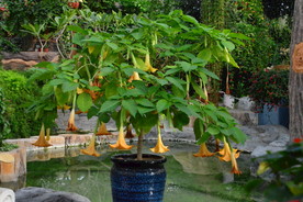曼陀罗花