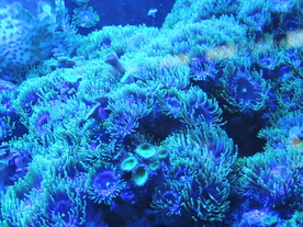 海底的珊瑚礁