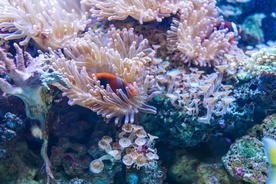 海底的珊瑚礁
