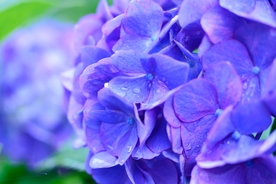 蓝色绣球花