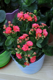 长寿花