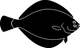 海洋生物系列 海鱼