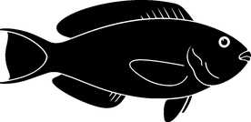 海洋生物系列 海鱼