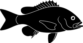 海洋生物系列 海鱼