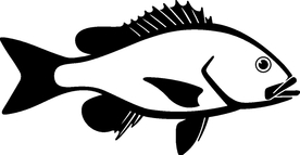 海洋生物系列 海鱼