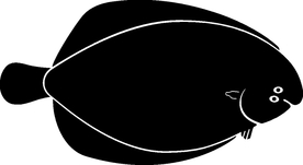 海洋生物系列 海鱼