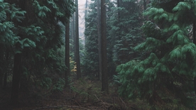 森林树木树枝树叶背景