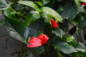 花烛