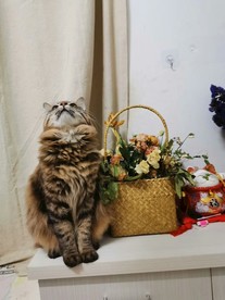 猫咪和鲜花