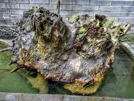 原木 纹理 木头 纹路 纹样