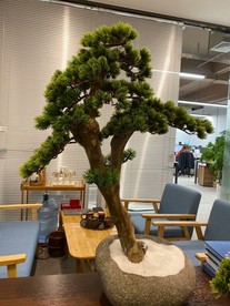 室内景观