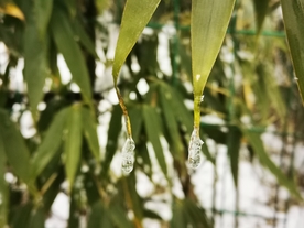 冰雪中的竹叶