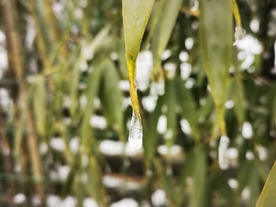 冰雪中的竹叶