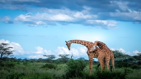 长颈鹿野生动物草原风景