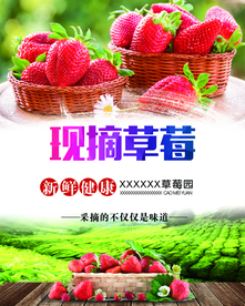 现摘草莓
