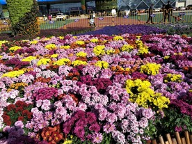 菊花展