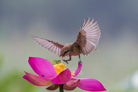 荷花上的伯劳鸟