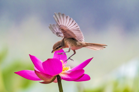 荷花上的伯劳鸟