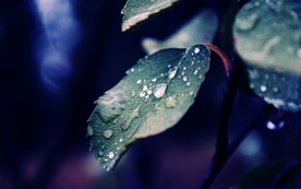 绿色树叶植物背景