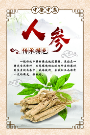 中医 中药 人参 海报  中药