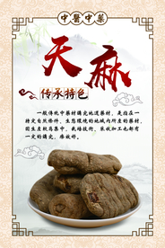 中医 中药 天麻