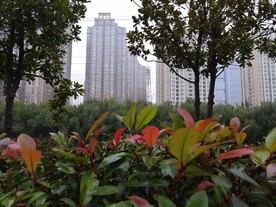 树木中的楼房