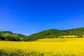 油菜花素材
