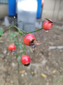 野蔷薇