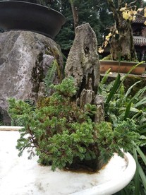 石头假山 石头肌理 纹理 盆景