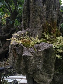 石头假山 石头肌理 纹理 盆景