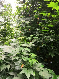 绿植