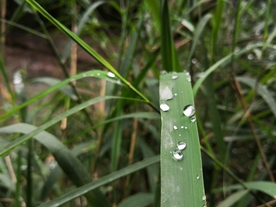 露珠