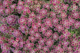 花纹