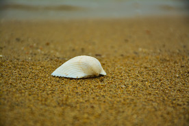 沙滩上的贝壳