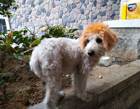 小狗狗
