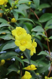 常绿钩吻藤