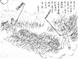 打菜子