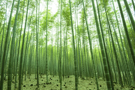 楠竹林