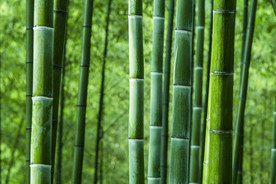 楠竹